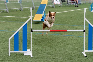 Güneşli bir günde açık havada yapılan çeviklik yarışmasında bir köpek enerji dolu bir şekilde engelin üzerinden atlıyor..