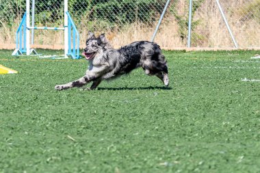 Oyuncu bir köpek, açık hava ortamında bir antrenman kursunda koşarken çevikliğini gösterir..