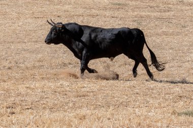Güçlü bir siyah boğa gün ortası güneşinin altında kuru bir tarlada dört nala koşar ve koşarken arkasından toz toplar..