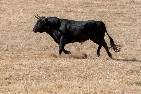 Güçlü bir siyah boğa gün ortası güneşinin altında kuru bir tarlada dört nala koşar ve koşarken arkasından toz toplar..