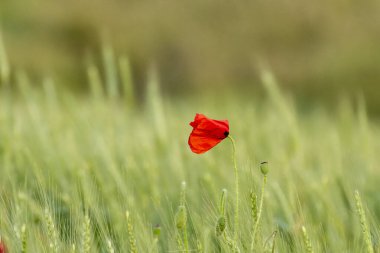 Canlı kırmızı bir gelincik çiçeği yeşil buğday tarlasında belirgin bir şekilde yükselir ve baharın özünü yakalar..