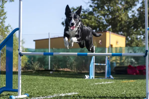 Siyah ve beyaz bir köpek güneşli bir spor sahasında antrenman yaparken çeviklik bariyerini aşar..