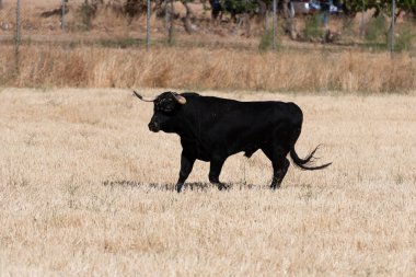 Siyah bir boğa, bulutsuz gökyüzünün altındaki kuru, altın bir çayırda sakince yürürken görülüyor..