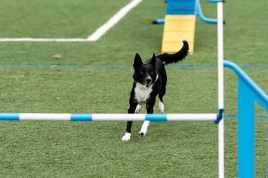 Siyah ve beyaz bir köpek çeviklik yolunda ilerliyor, yeşil bir parkta bir sonraki engele doğru koşuyor..