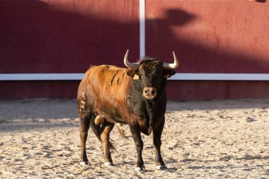 Kahverengi bir boğa, kumlu bir arenada güvenle durur. Güçlü yapısı, güneş ışığı ve kırmızı duvarla vurgulanır..