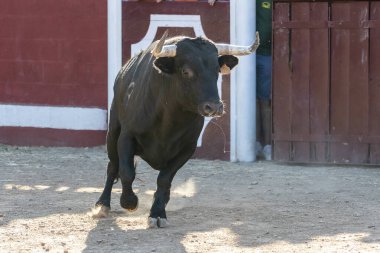 Güçlü bir siyah boğa tozlu zeminde, canlı bir olay sırasında gücünü sergileyerek saldırır..