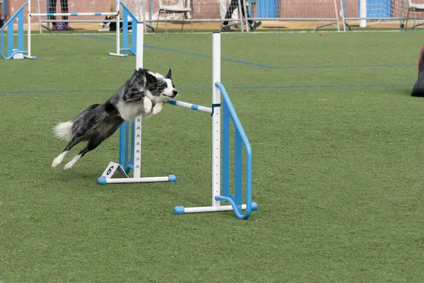 Bir sınır çobanı açık bir günde bir parkta çeviklik yarışmasında ustalıkla bir engelin üzerinden atlar..