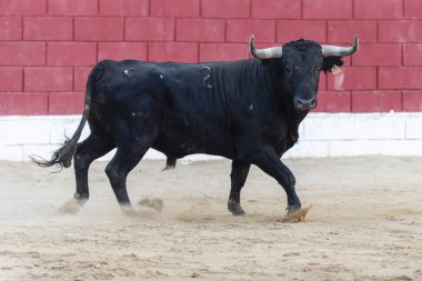 Güçlü bir siyah boğa kumlu arazide yürüyor açık gökyüzünün altındaki kırmızı duvarlı arenanın içinde.