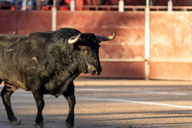 Güçlü bir boğa, İspanya 'daki yerel festival kutlamaları sırasında seyircilerin izlediği arenada ilerliyor..