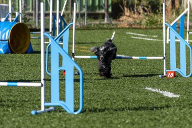 Siyah bir köpek, güneşli bir günde spor sahasında antrenman yaparken çeviklik engellerini aşar..
