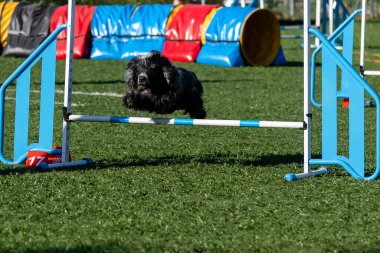 Bir köpek güneşli bir açık hava eğitim alanında çeviklik kursunda zarif bir şekilde bir engelin üzerinden atlar.