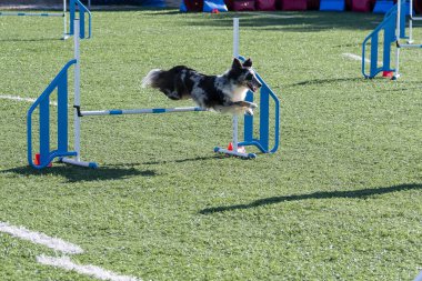 Bir sınır çobanı açık mavi gökyüzünün altında, açık havada çeviklik kursunda enerjik bir şekilde bir engelin üzerinden atlar..