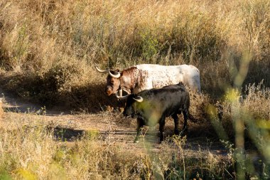 Uzun boynuzlu sığırlar güneşli bir günde altın otlarla çevrili bir toprak yolda birlikte dolaşırlar..