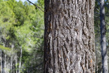 Close-up view of rugged tree bark in a vibrant forest, showcasing the details of nature under sunlight.