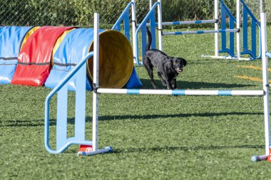 Siyah köpek, güneşli bir günde parkta çeviklik engellerini aşarak atletizm ve çevikliğini sergiliyor..