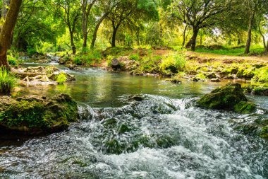 Şafak vakti San Nicolas del Puerto 'da bir ormanın ortasında akarsu.)
