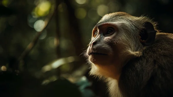 stock image close up of a cute monkey