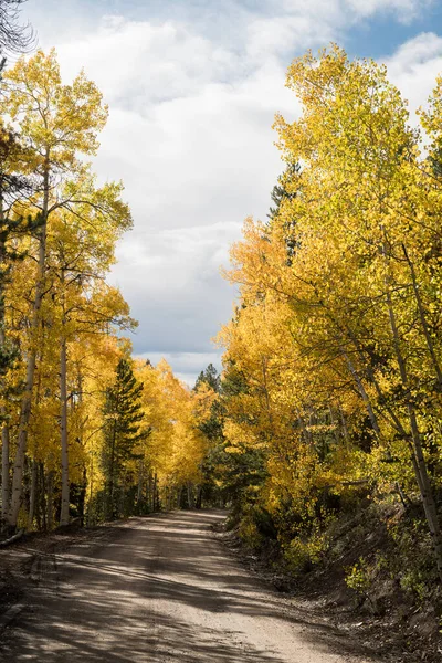 Dramatiska Golden Aspens Ses Längs Ivanhoe Lake County Road Stying — Stockfoto