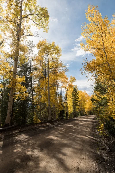 Bakgrundsbelysta Gyllene Höstfärger Längs County Ivanhoe Lake Road Som Slingrar — Stockfoto