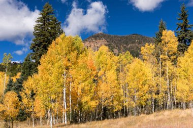 Dağlar rengarenk bir sonbahar sezonunun başındaki manzaranın üzerinde yükselir. Pagosa Springs Colorado 'nun kuzeyinde..