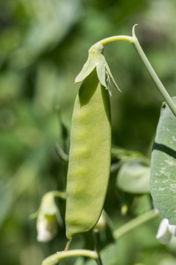 Kuzey Colorado 'da yetişen organik bezelye kabuğu. Kapsül hala olgunlaşıyor ve bir hafta içinde seçmeye hazır olacak..