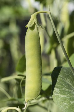 Colorado organik bezelye kabuğu toplamaya hazır. Bahçede yetişmiş olgun bir bezelye kabuğu hasat edilmeye hazır.. 