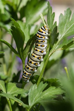 Kırlangıç Kuyruklu Tırtıl 'ın erken dönem yaşam döngüsü. Kuzey Colorado 'da yeşil maydanozlu bir bahçe. Taze bitkileri yemek için barınak ve yer sağlıyor..