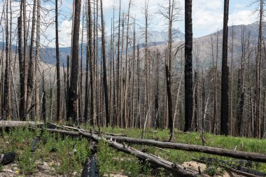 Cameron Tepesi Yangını yaz sonu ve 2020 sonbaharının başlarında gerçekleşti. Bu yanmış bölge, Rocky Dağı Ulusal Parkı 'nın hemen kuzeyinde, Long Draw Reservoir' ın kuzeyinde..