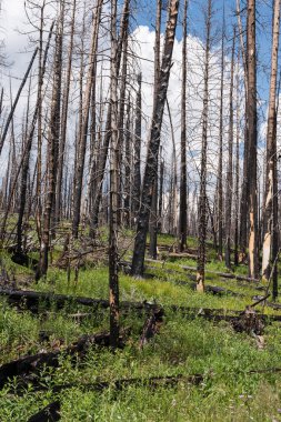Cameron Tepesi Yangını üç yıl sonra bitki örtüsüyle geri dönüyor. Bu yanmış bölge Long Draw Reservoir 'ın kuzeyinde ve Rocky Dağı Ulusal Parkı' nın kenarında..