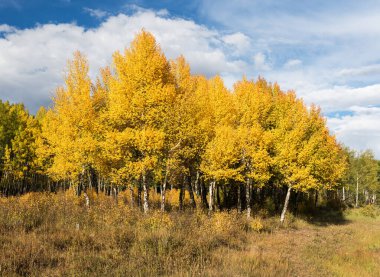 Rocky Dağı Ulusal Parkı, Ulusal Park 'ın her yerinde bulunan birçok Aspen Koruluğuyla birlikte sonbaharda..
