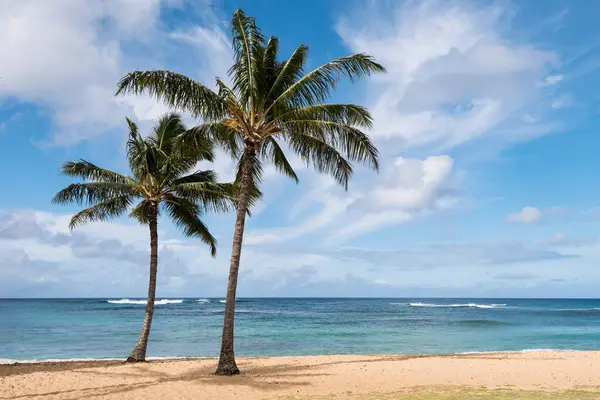 Hindistan cevizi palmiye ağaçları Kauai Hawaii adasında yer almaktadır. Poipu Sahili, altın renkli kumu ve birçok su eğlence aktivitesi ile popüler bir cazibe merkezi..  