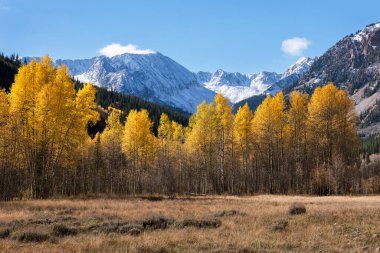 Aspen, Colorado yakınlarındaki Elk Dağları 'nın bir parçası olan White River Ulusal Ormanı' nda yer alan 13.521 Foot Star Dağı 'ndaki Castle Creek Vadisi' ndeki sonbahar kavak ağaçlarının ön planında kar yağışı vardı.. 
