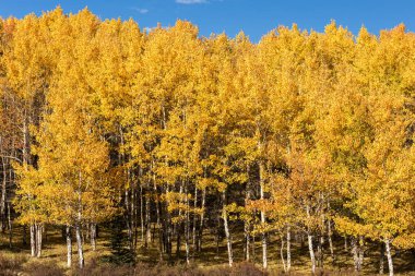 Güney Colorado 'daki Gümüş İplik Manzarası Geçidi boyunca görülen renkli kavak ağaçları. 