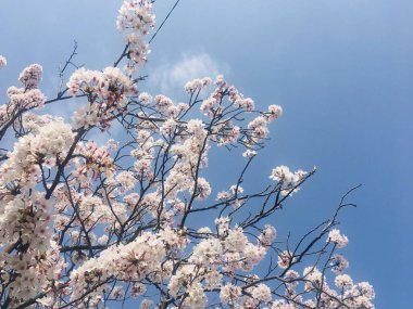 Tokyo, Japonya 'dan Sakura.