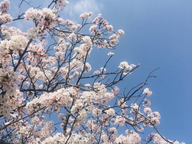 Tokyo, Japonya 'nın kiraz çiçekleri