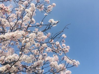 Tokyo 'nun kiraz çiçeği