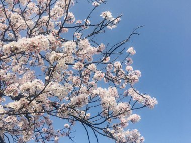 Sakura çiçekleri ve mavi gökyüzü