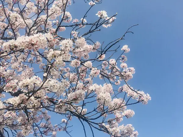 Sakura çiçekleri ve mavi gökyüzü