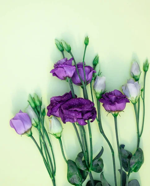 Purple flowers on a pastel yellow background