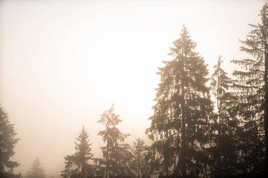 Trees in the foggy forest at sunrise in a misty environment