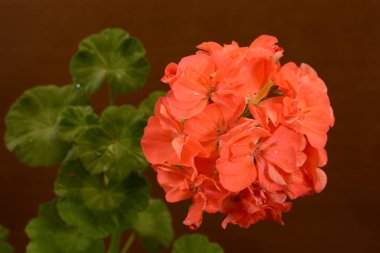 Çiçeğin odaklanmış soyut arkaplanı