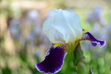 Çiçeğin odaklanmış soyut arkaplanı