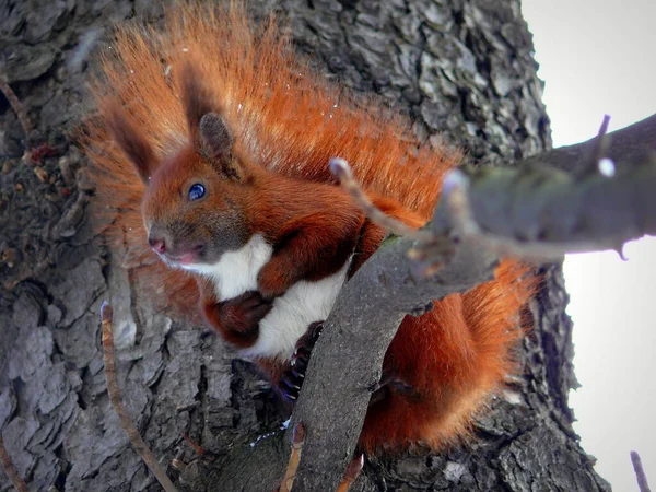 Eichhörnchen Auf Einem Baum Lwiw Ukraine — Stockfoto
