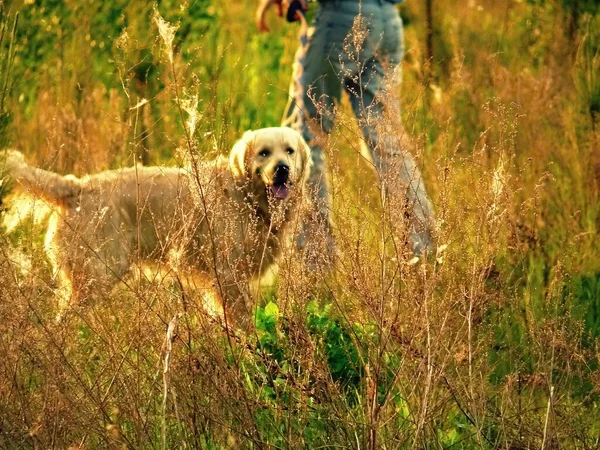 Ein Guter Hundetag Der Sonne Auf Die Natur Der Ukraine — Stockfoto
