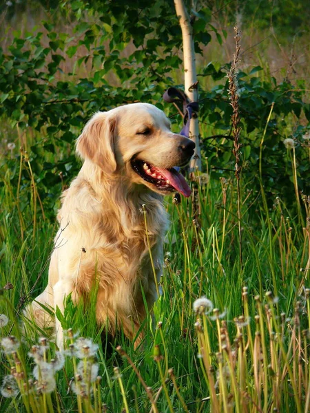 かわいい 珍しいとウクライナの良い犬 — ストック写真