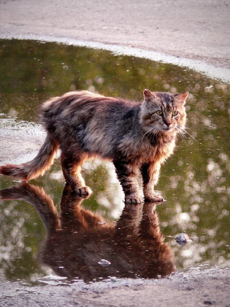 Egy Szokatlan Macska Falu Ukrajnában — Stock Fotó