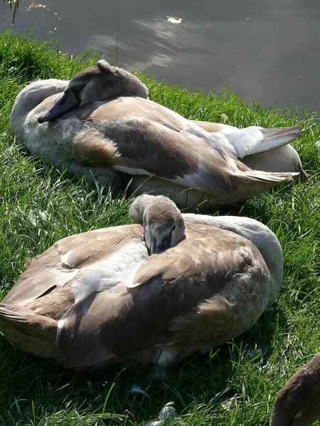 乌克兰夏天在公园里的鹅 — 图库照片