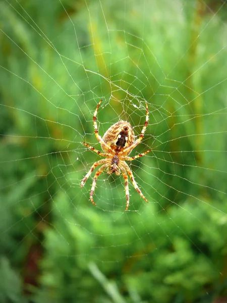 Μεγάλη Αράχνη Και Web Στο Δάσος Της Ουκρανίας — Φωτογραφία Αρχείου
