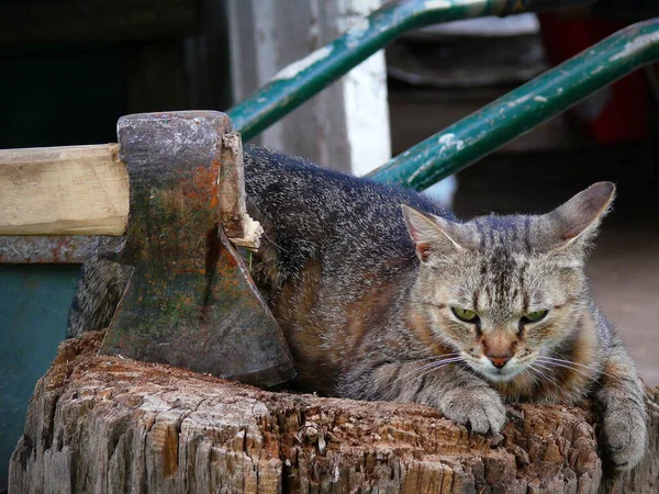Egy Szokatlan Macska Falu Ukrajnában — Stock Fotó