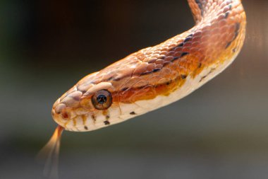 Yılanın gözlerindeki fotoğrafçı.